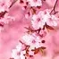 10488.webp
