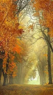 10350.webp