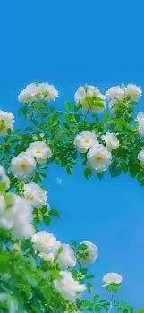 10153.webp