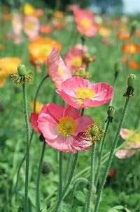10366.webp
